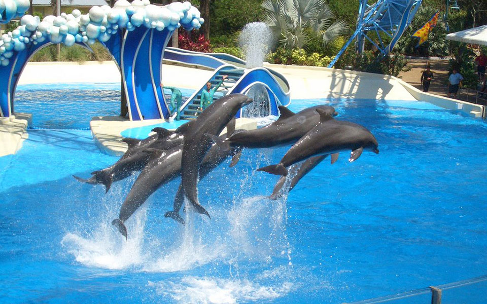 aqualand dolphin show